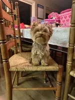 Bambi, a female Yorkshire Terrier for sale in Corona, CA – 2 of 2