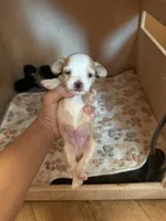 Gold boy , a male Morkie for sale in Corona, CA – 1 of 1