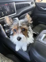 Small Puffy, a male Yorkshire Terrier for sale in Corona, CA – Photo 2 of 2