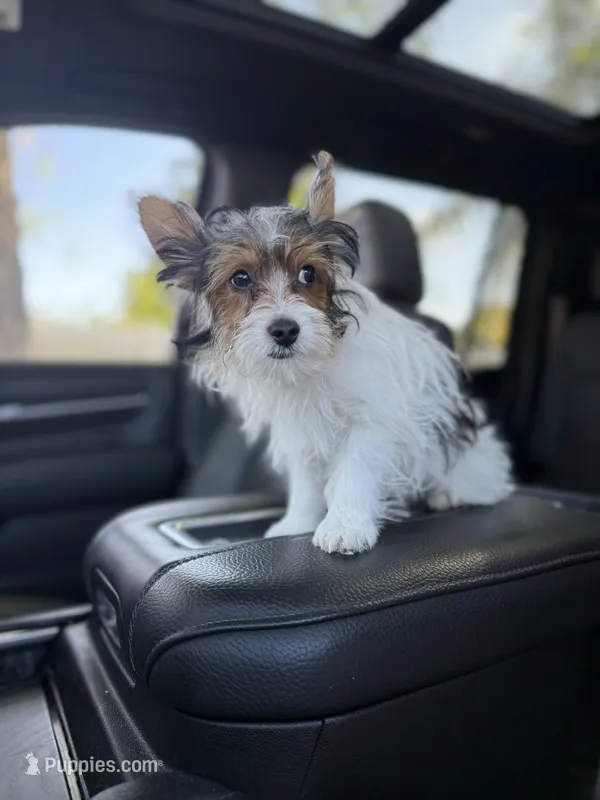 Small Puffy – Yorkshire Terrier puppy for sale in Corona, CA