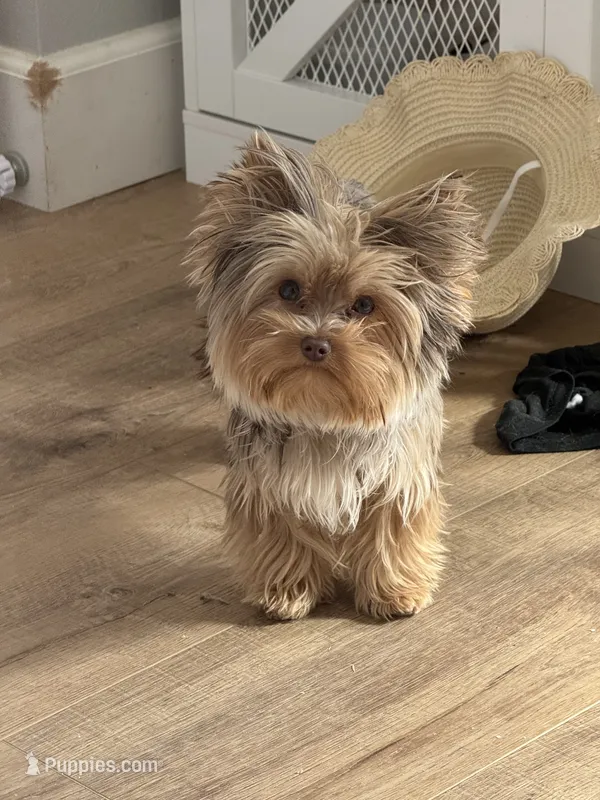 Bambi – Yorkshire Terrier puppy on hold in Corona, CA