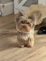 Bambi, a female Yorkshire Terrier for sale in Corona, CA – 1 of 2