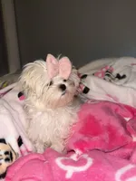Goldie , a female Maltese for sale in Corona, CA – 2 of 2