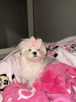 Goldie , a female Maltese for sale in Corona, CA – 1 of 2