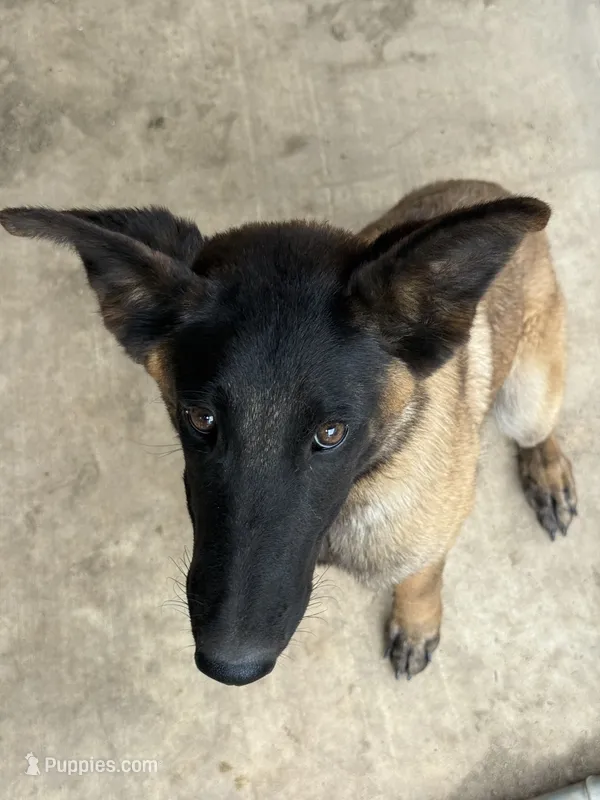 Malinois Lucy, a female Belgian Malinois for sale in Corona, CA – 1 of 2