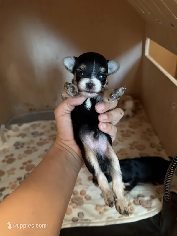 Black boy – Morkie puppy for sale in Corona, CA