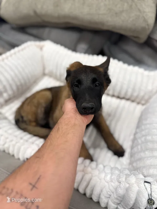Lucy – Belgian Malinois puppy for sale in Corona, CA