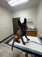 Lucy, a female Belgian Malinois for sale in Corona, CA – Photo 2 of 2