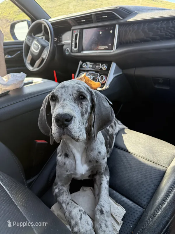 Elle – Great Dane puppy for sale in Corona, CA