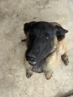 Malinois Lucy, a female Belgian Malinois for sale in Corona, CA – 2 of 2