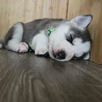 processed/5409d339-ba0c-4a4d-b814-1bebf56da526/listing/b4eab7d6-8444-4cc2-95f5-b2773f7dfab2/1283105e-01df-4af2-b53a-6486975042f4