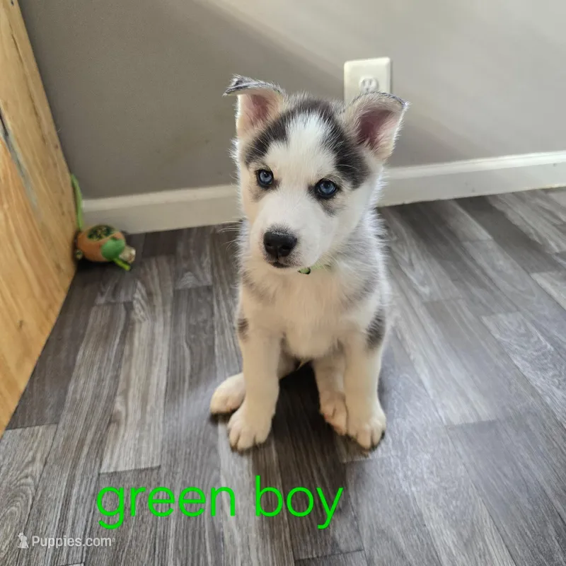 Green AKC