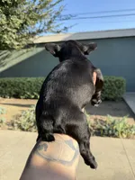 Ninja , a female French Bulldog for sale in Covina, CA – 2 of 3