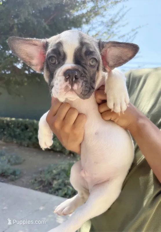 Bubba – French Bulldog puppy for sale in Covina, CA