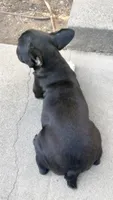 Paws, a female French Bulldog for sale in Covina, CA – 3 of 3