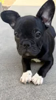 Paws, a female French Bulldog for sale in Covina, CA – 2 of 3