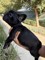 Ninja , a female French Bulldog for sale in Covina, CA – 3 of 3