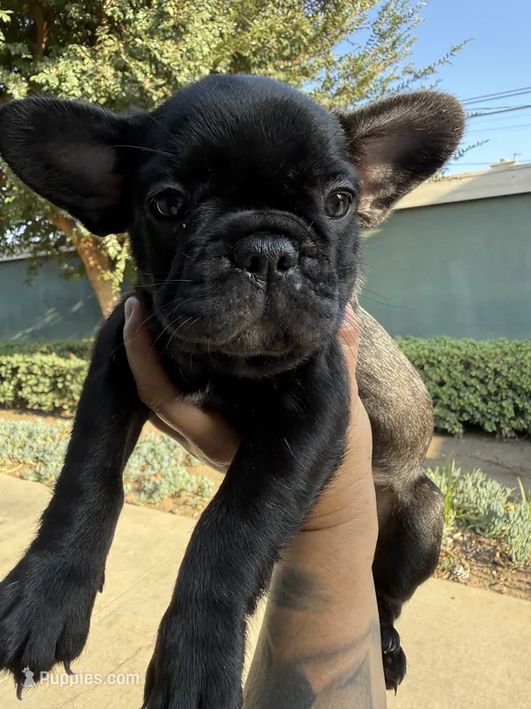 Ninja  – French Bulldog puppy for sale in Covina, CA