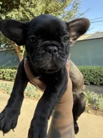 Ninja , a female French Bulldog for sale in Covina, CA – 1 of 3
