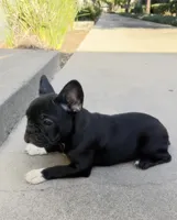 Paws, a female French Bulldog for sale in Covina, CA – 1 of 3