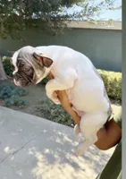 Bubba, a male French Bulldog for sale in Covina, CA – 2 of 3