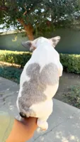 Bubba, a male French Bulldog for sale in Covina, CA – 3 of 3