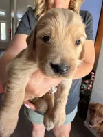White collar , a male Golden Retriever for sale in Gilbert, AZ – 2 of 6