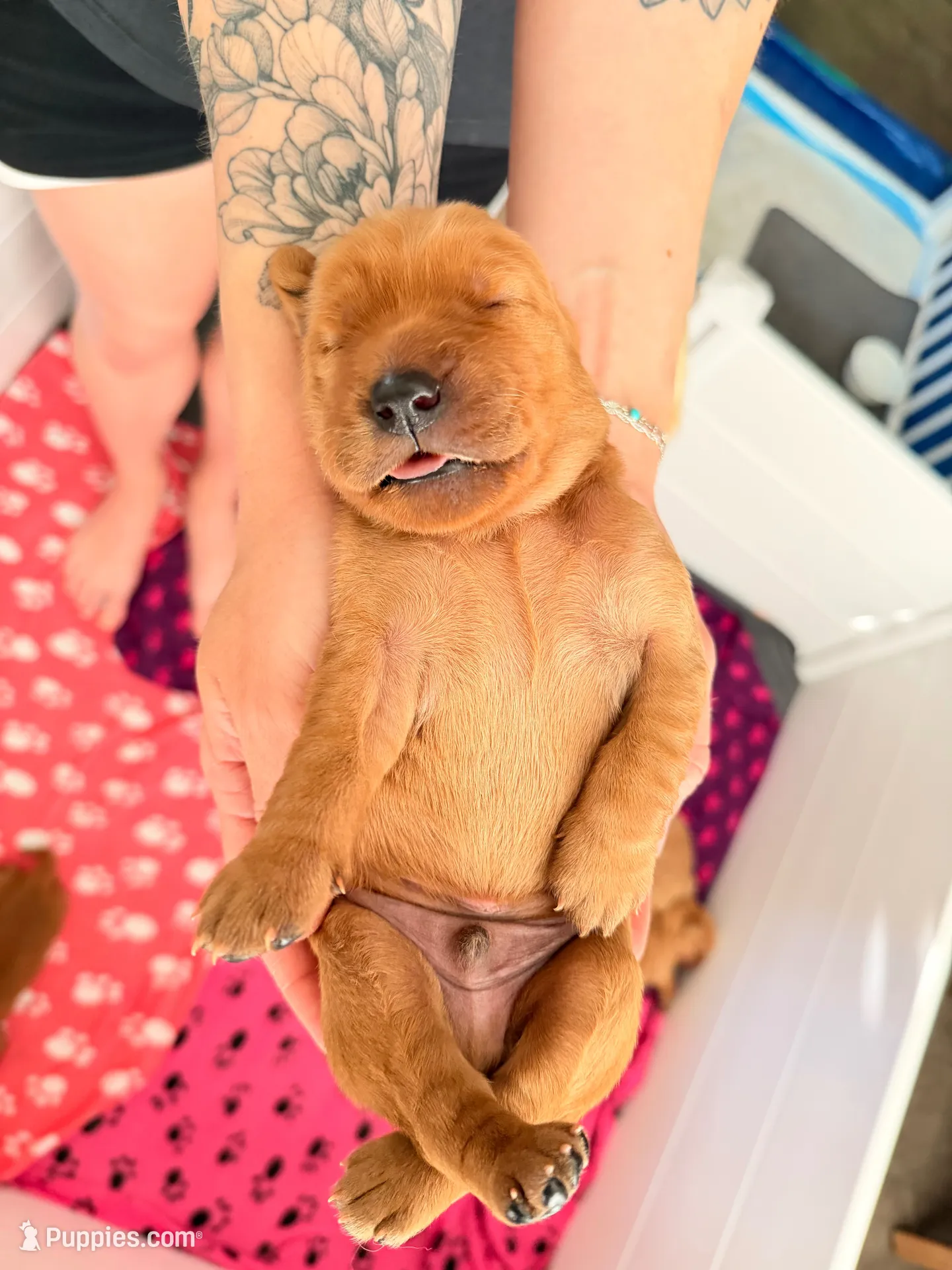 Yellow collar , a male Golden Retriever for sale in Gilbert, AZ – 4 of 5