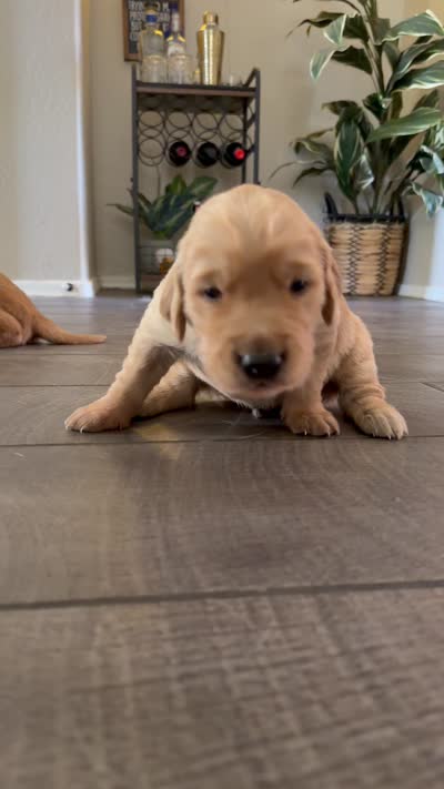 White collar , a male Golden Retriever for sale in Gilbert, AZ – 5 of 6