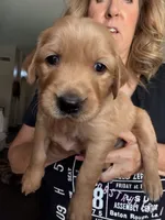 Blue collar , a male Golden Retriever for sale in Gilbert, AZ – 2 of 4
