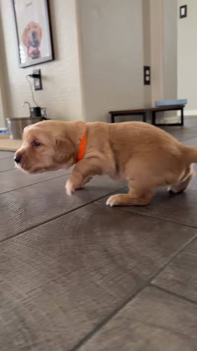 Orange collar , a male Golden Retriever for sale in Gilbert, AZ – 4 of 5