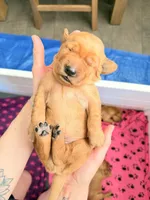 Red collar , a male Golden Retriever for sale in Gilbert, AZ – 3 of 6