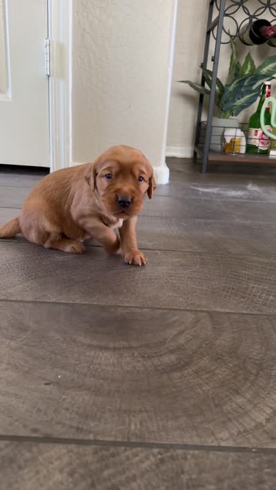 Yellow collar , a male Golden Retriever for sale in Gilbert, AZ – 3 of 5