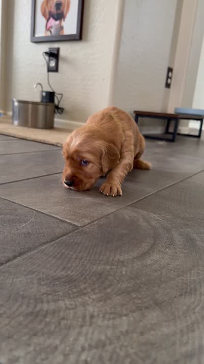 Green collar , a male Golden Retriever for sale in Gilbert, AZ – 3 of 5