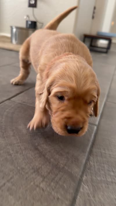 Red collar , a male Golden Retriever for sale in Gilbert, AZ – 5 of 6