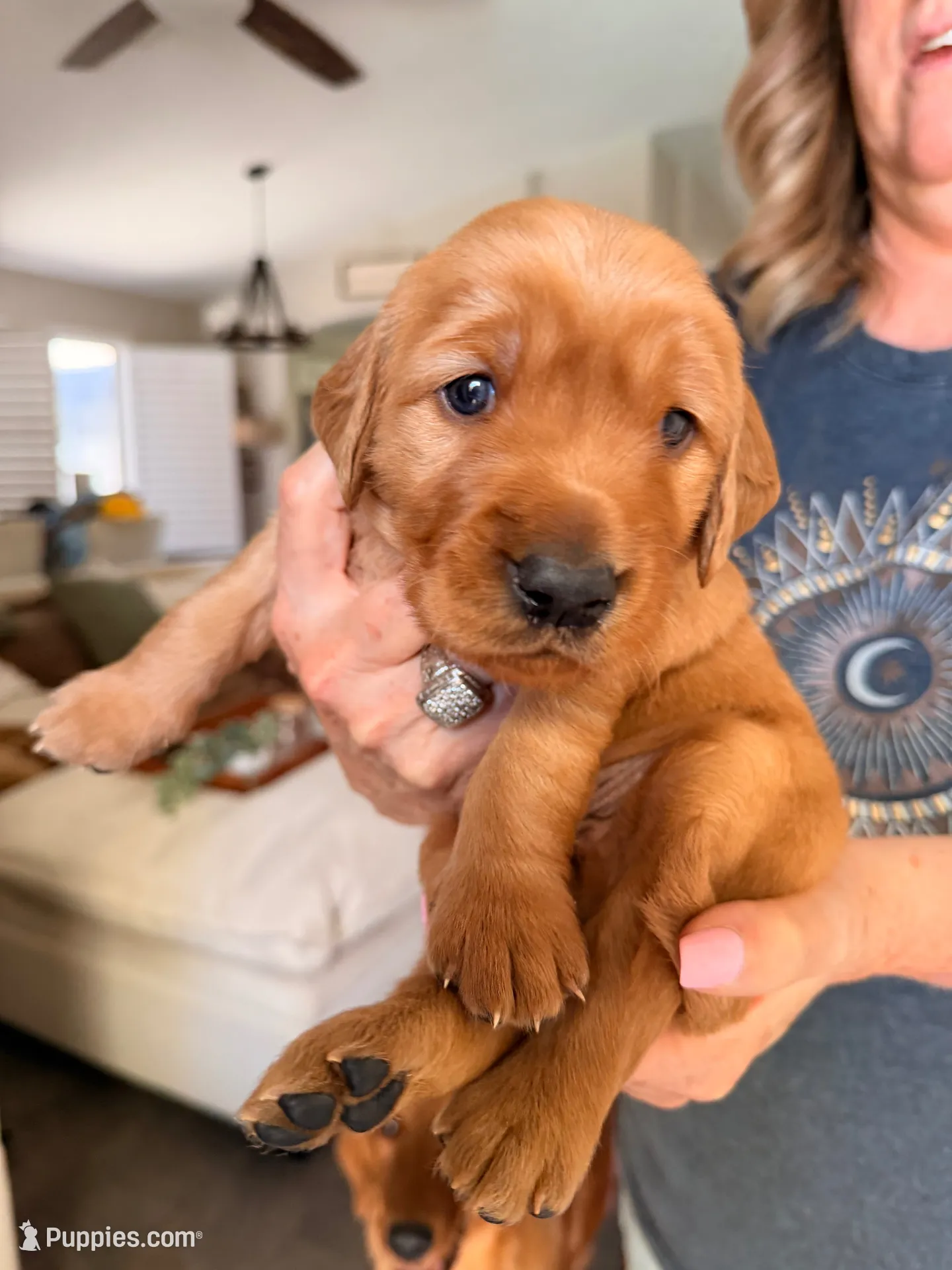 Yellow collar , a male Golden Retriever for sale in Gilbert, AZ – 1 of 5