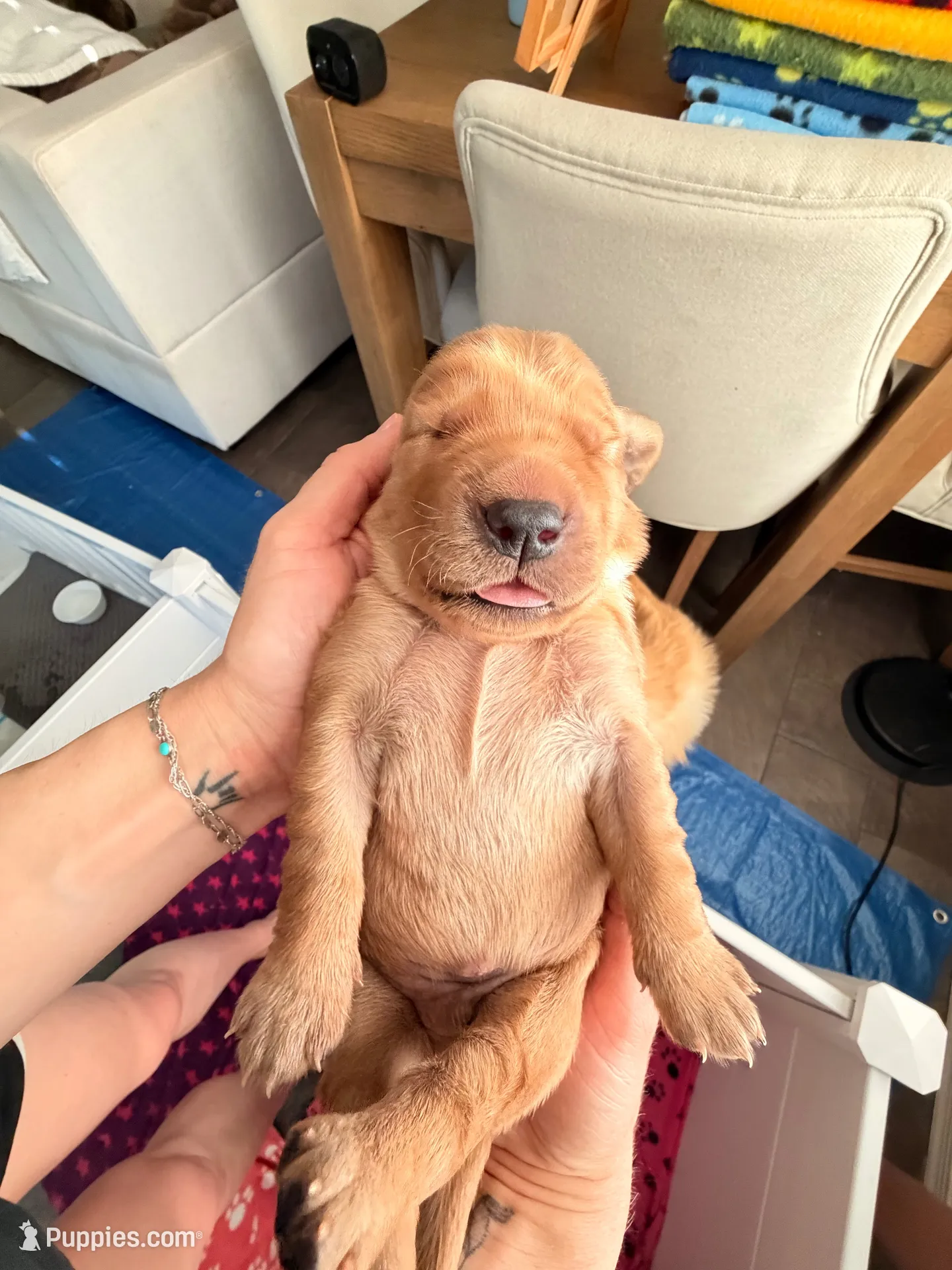 Orange collar , a male Golden Retriever for sale in Gilbert, AZ – 3 of 5