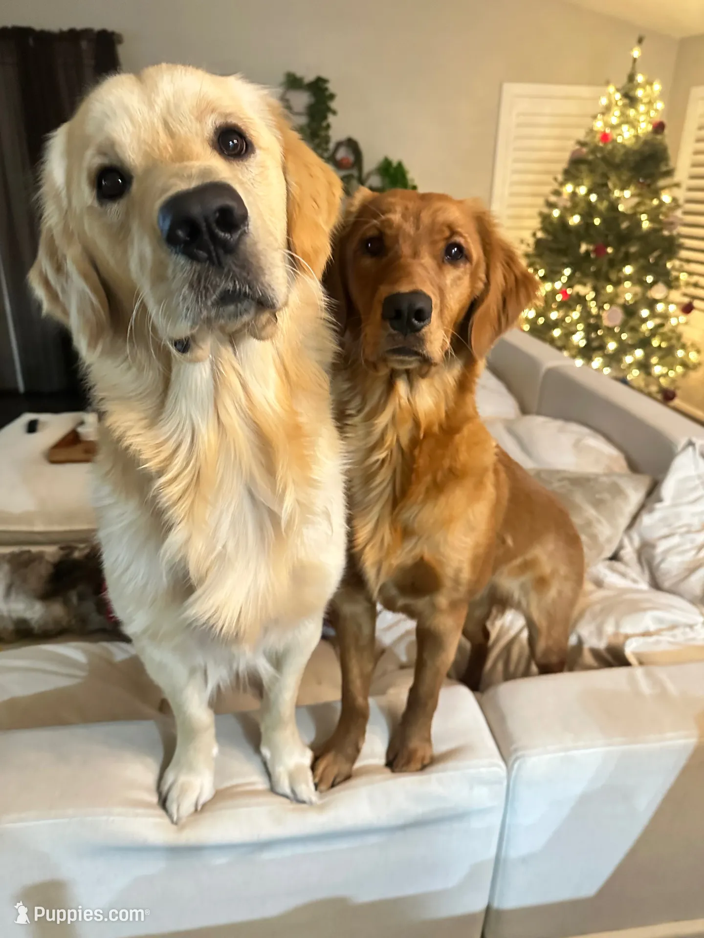 Yellow collar , a male Golden Retriever for sale in Gilbert, AZ – 5 of 5