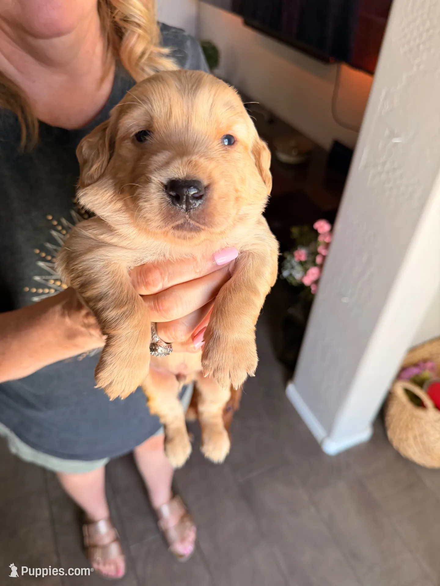 Orange collar , a male Golden Retriever for sale in Gilbert, AZ – 2 of 5