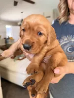 Yellow collar , a male Golden Retriever for sale in Gilbert, AZ – 2 of 5