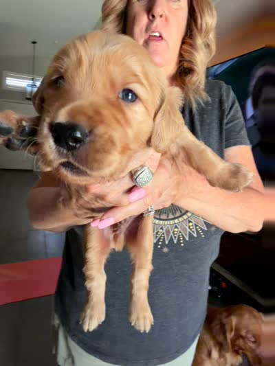 Red collar , a male Golden Retriever for sale in Gilbert, AZ – 2 of 6