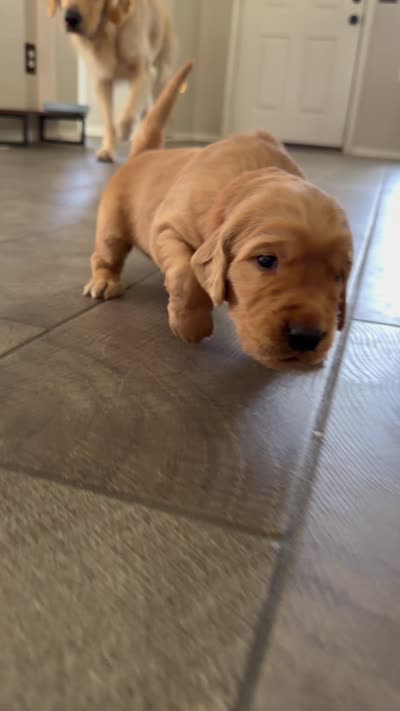 Red collar , a male Golden Retriever for sale in Gilbert, AZ – 4 of 6