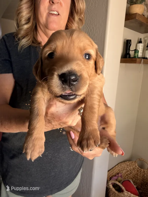 Blue collar  – Golden Retriever puppy for sale in Gilbert, AZ
