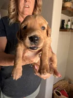 Blue collar , a male Golden Retriever for sale in Gilbert, AZ – 1 of 4