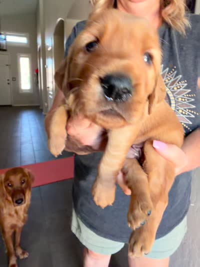 Green collar , a male Golden Retriever for sale in Gilbert, AZ – 2 of 5