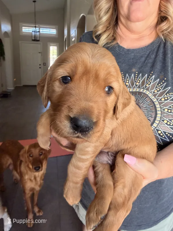 Green collar  – Golden Retriever puppy for sale in Gilbert, AZ