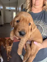 Green collar , a male Golden Retriever for sale in Gilbert, AZ – 1 of 5