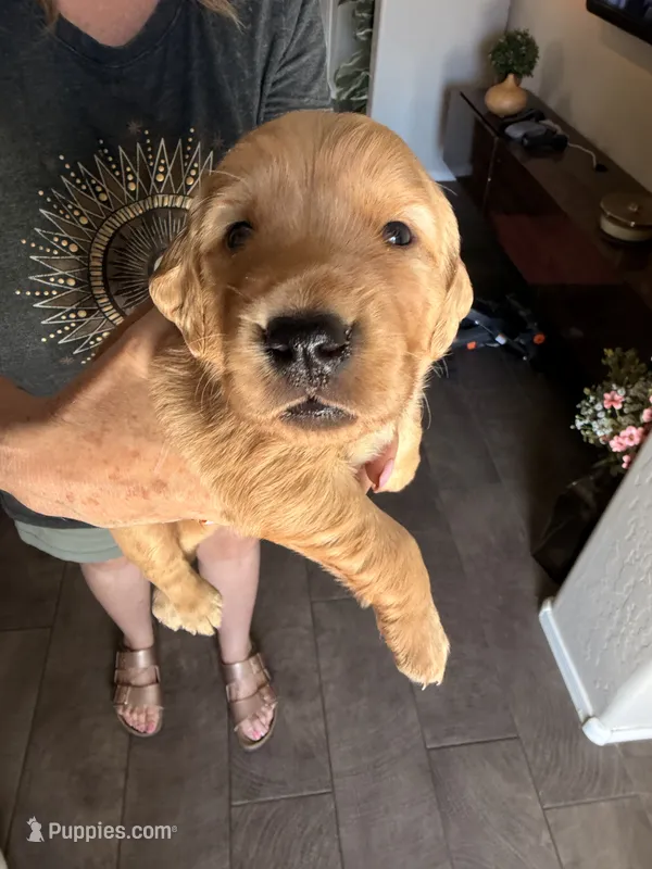 Red collar  – Golden Retriever puppy for sale in Gilbert, AZ