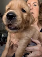 Blue collar , a male Golden Retriever for sale in Gilbert, AZ – 3 of 4