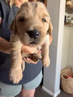 White collar , a male Golden Retriever for sale in Gilbert, AZ – 3 of 6